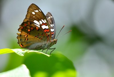 DSC_7698aa.jpg