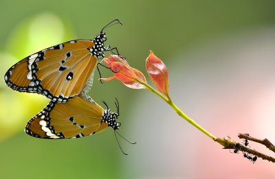 plain_tiger_butterfly