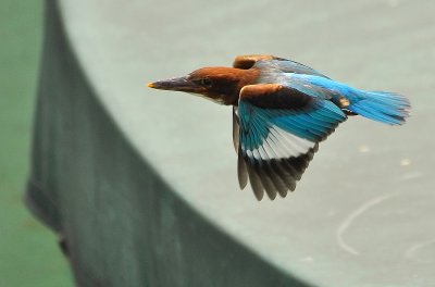 DSC_4565bb.jpg