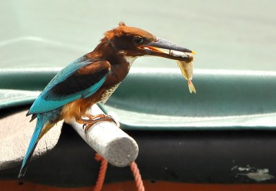 DSC_4608Aa.jpg
