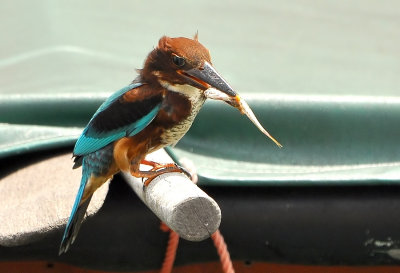 DSC_4610Aa.jpg