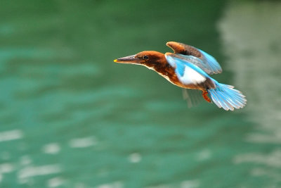 DSC_4776aa.jpg