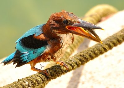 DSC_5415aa.jpg