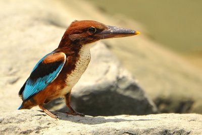 DSC_5824aa.jpg