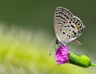 DSC_1317aa.jpg