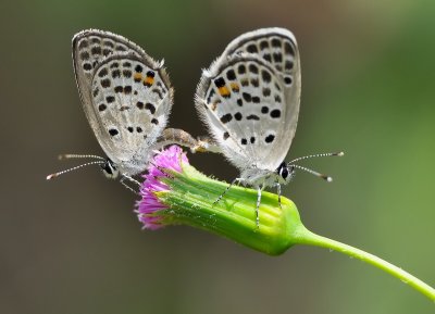DSC_1058aa.jpg