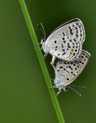 DSC_3182aaa.jpg