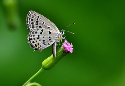 DSC_0993AA.jpg