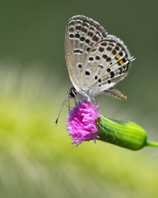 DSC_1317bb.jpg