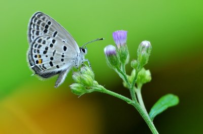 DSC_1518aa.jpg