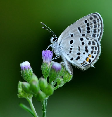 DSC_1615aa.jpg