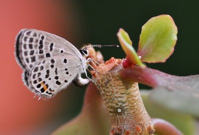 DSC_1734aa.jpg