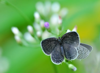 DSC_2079aa.jpg