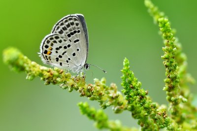 DSC_2515aa.jpg