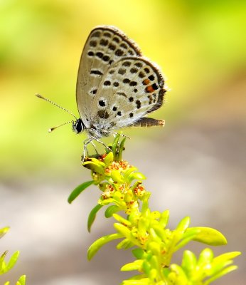 DSC_2626aa.jpg