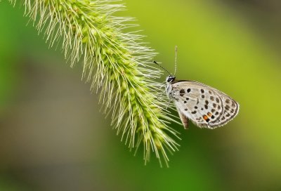DSC_2835AA.jpg