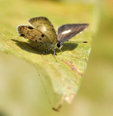 DSC_6030Aa.jpg