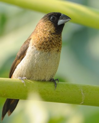 DSC_8837aa.jpg