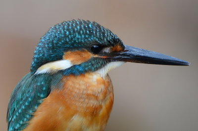 common_kingfisher_d7000