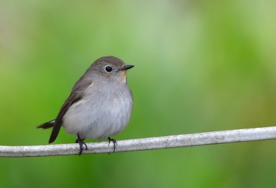 DSC_1070aa.jpg
