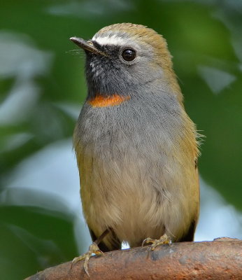 DSC_8090aa.jpg