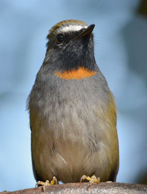 DSC_8245aa.jpg