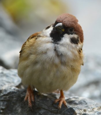 DSC_1283aa.jpg
