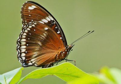 DSC_0487aaa.jpg