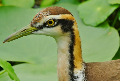 pheasant-tailed_jacana 2012