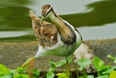 DSC_5056aaa.jpg