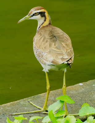 DSC_5218aaa.jpg