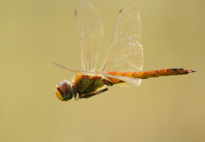 DSC_6961aaa.jpg