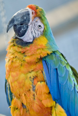 Macaw Landing Foundation