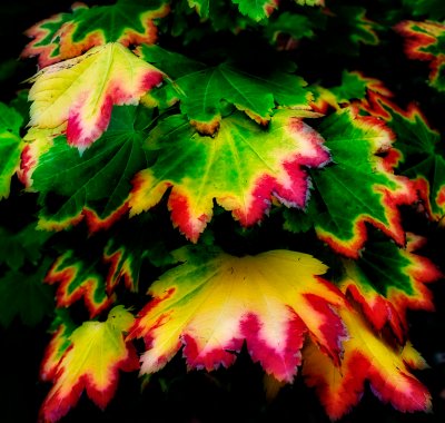 colorful_leaves