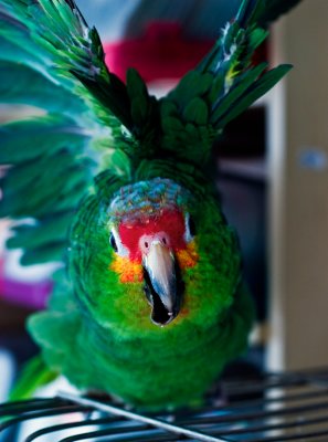 Hubbard (Amazona autumnalis) Red-Lored Amazon -- hatch date: 9 Sept 1991