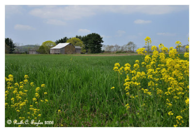 Spring in the Country