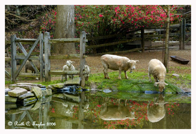 Reflections of Babydoll Sheep