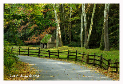 Autumn Along Cuttalossa Road