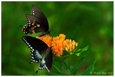 Spicebush Swallowtails