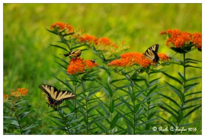 Butterfly Fields
