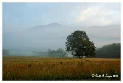 Morning Mist in Cades Cove