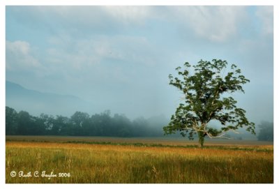 Morning Light in Cades Cove