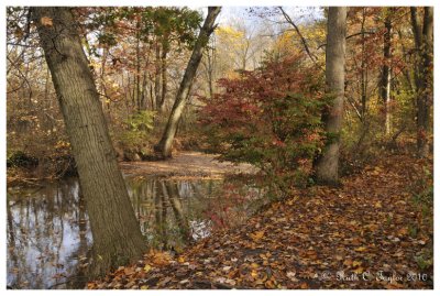 Pine Run Creek