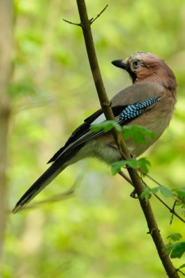 Geai des Chnes - Eurasian Jay - Garrulus glandarius