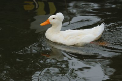 Canard  pompon - Pompon duck