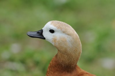 Tadorne Casarca - Ruddy Shelduck - Tadorna Ferruginea