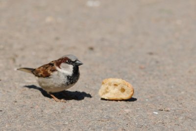 Moineau domestique -House Sparrow -Passer domesticus