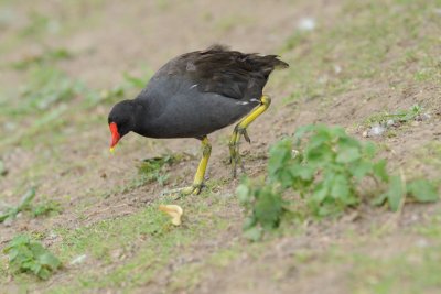 Gallinule poule-d'eau - Common Moorhen - Gallinula chloropus