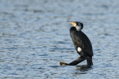 Grand cormoran - Great cormorant -Phalacrocorax carbo