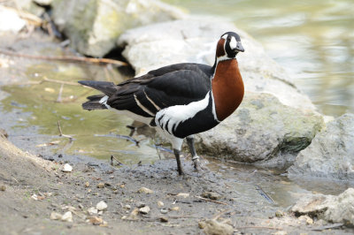 Bernache  cou roux - Red-breasted Goose - Branta ruficollis